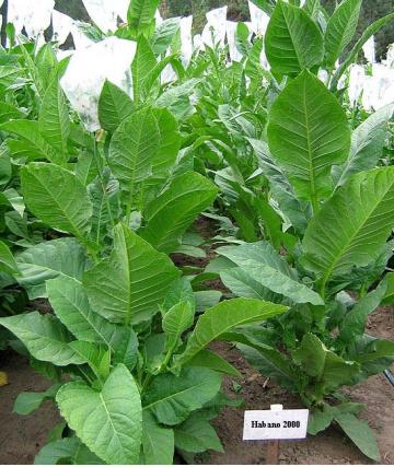 Tobacco Seeds - Habano 2000